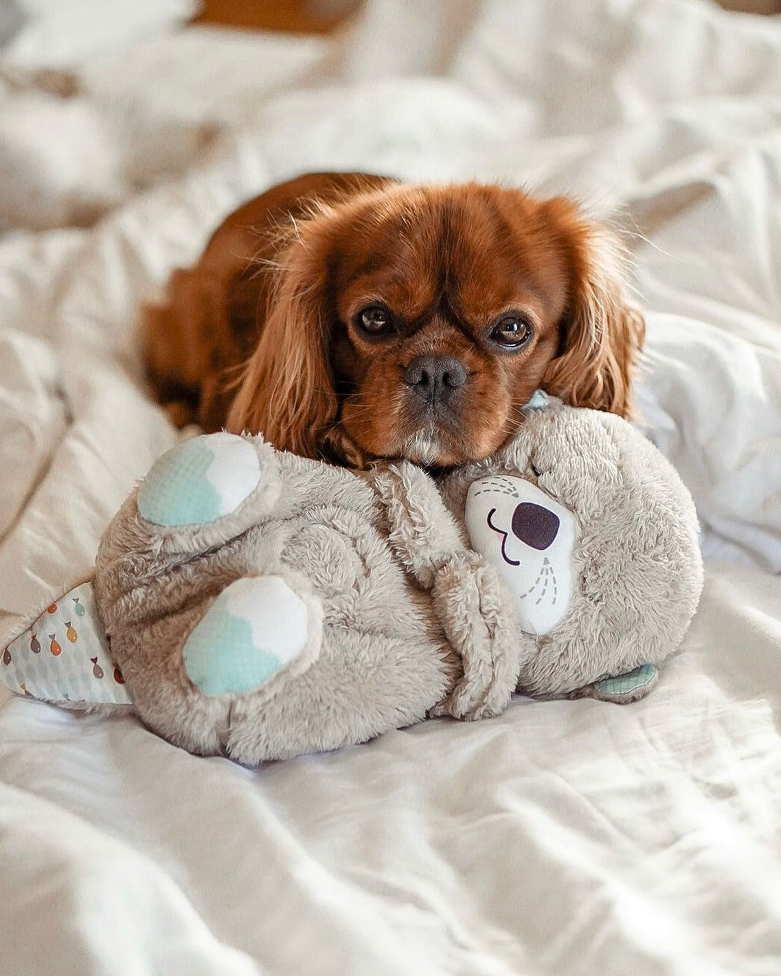 🦦 Breathing Otter Teddy 🦦 - دبدوب ثعلب الماء المتنفس
